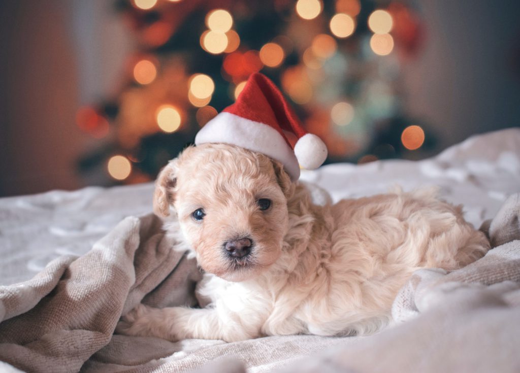 Christmas Traditions - Portugal