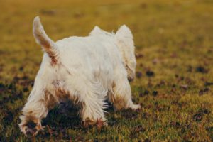 Dog sniffs on the floor.